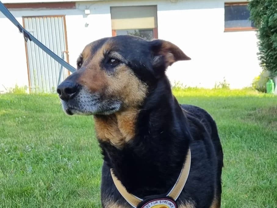 Ayla, female 5yo Mixed Breed for adoption at Ein Herz für Streuner e.V., München