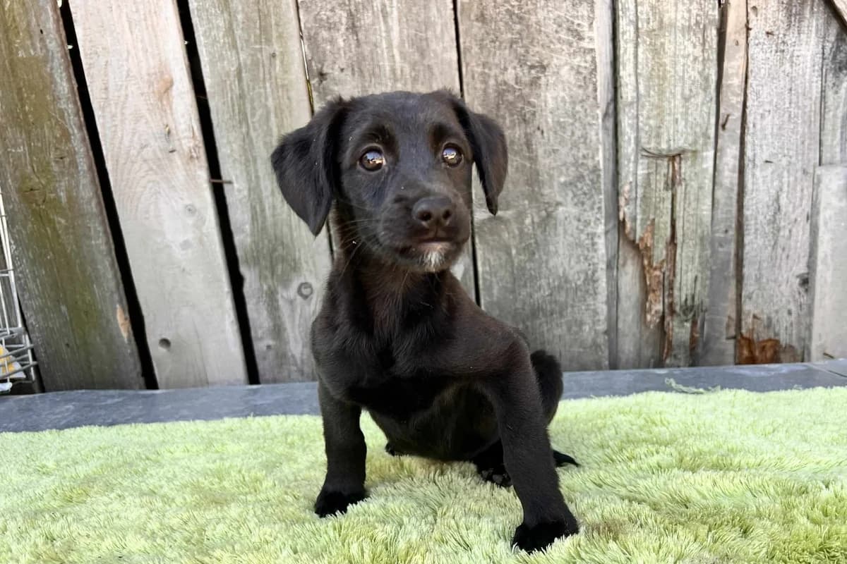 Ayla, weiß female puppy Mixed Breed for adoption at Ein Herz für Streuner e.V., München