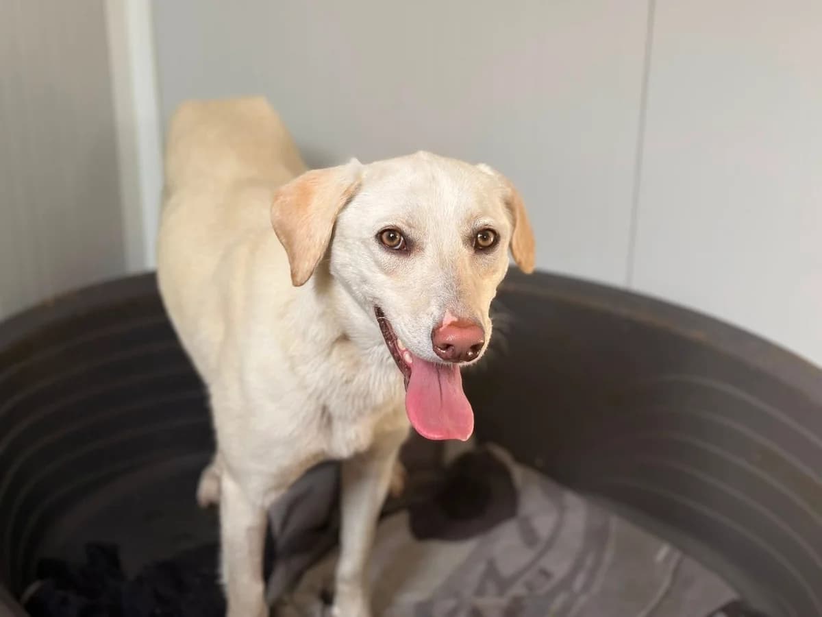 Ayla, female 3yo Mixed Breed for adoption at Ein Herz für Streuner e.V., München