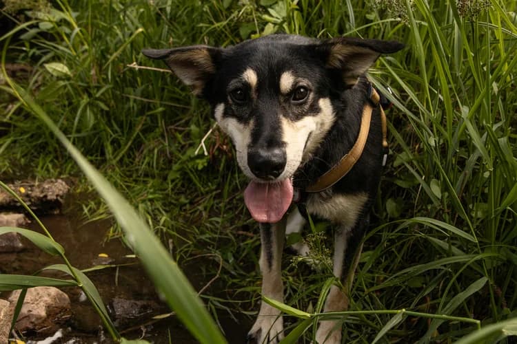 Aysha, gold female 3yo Mixed Breed for adoption at Ein Herz für Streuner e.V., München