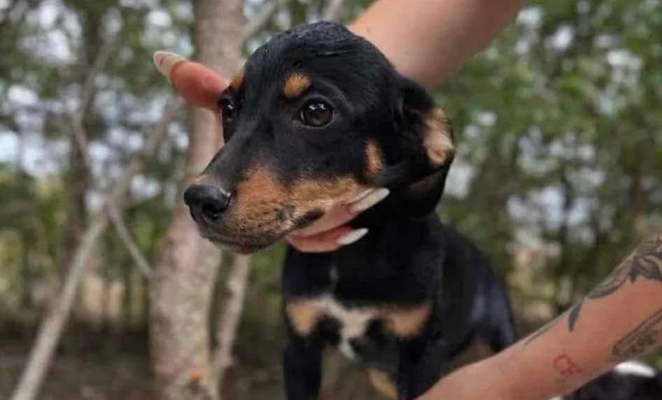Ayun, puppy Mixed Breed for adoption at Ein Herz für Streuner e.V., München