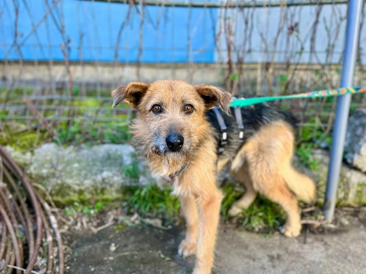Azaad, male 4yo Mixed Breed for adoption at Ein Herz für Streuner e.V., München