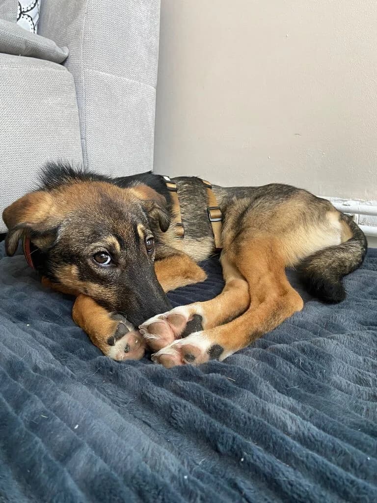 Azizam, male puppy Mixed Breed for adoption at Ein Herz für Streuner e.V., München