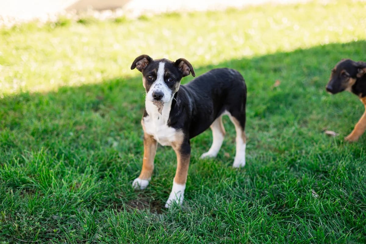 Azu, female puppy Mixed Breed for adoption at Ein Herz für Streuner e.V., München