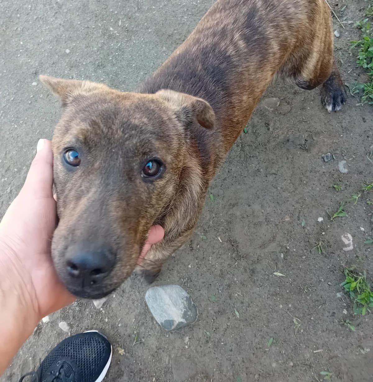 Azura, puppy Mixed Breed for adoption at Ein Herz für Streuner e.V., München