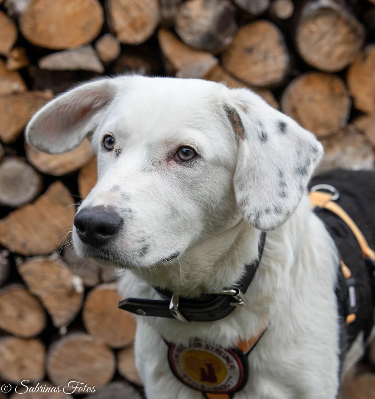 Azzuro, male puppy Mixed Breed for adoption at Ein Herz für Streuner e.V., München