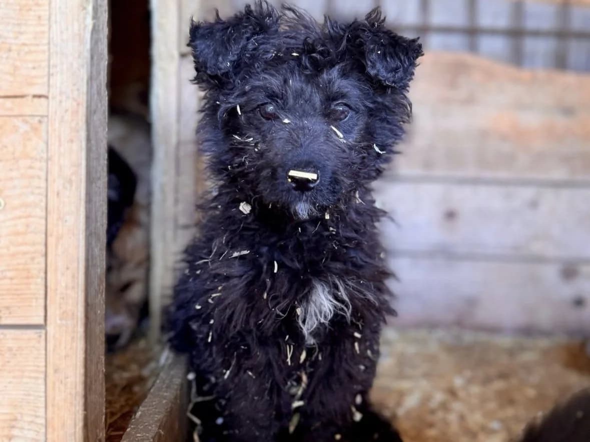 Baba, male puppy Mixed Breed for adoption at Ein Herz für Streuner e.V., München