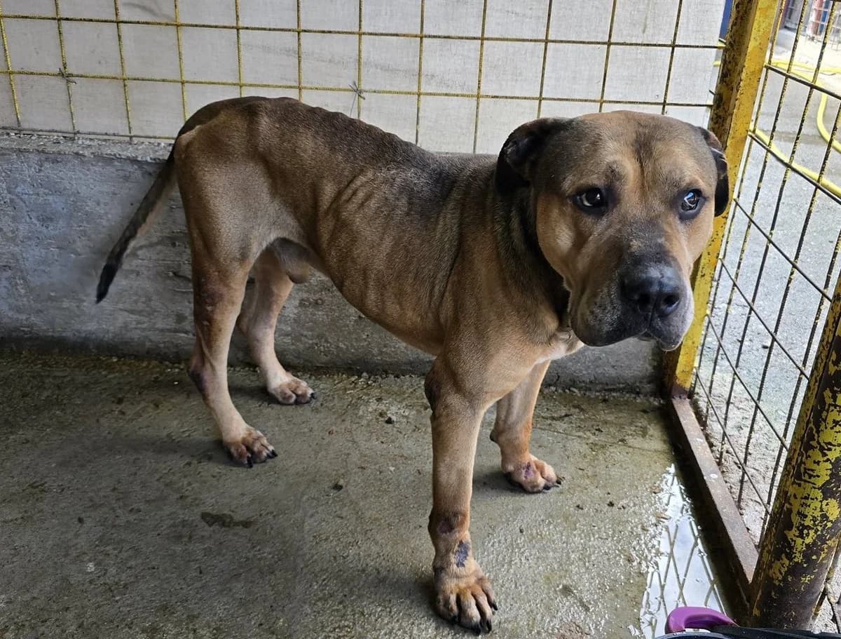 Babak, male 7yo Mixed Breed for adoption at Ein Herz für Streuner e.V., München