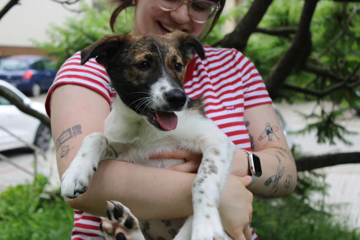 Babette, female puppy Mixed Breed for adoption at Ein Herz für Streuner e.V., München