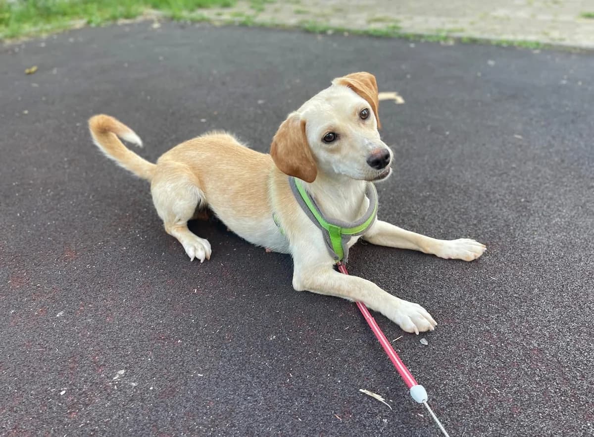 Babette, female young Mixed Breed for adoption at Ein Herz für Streuner e.V., München