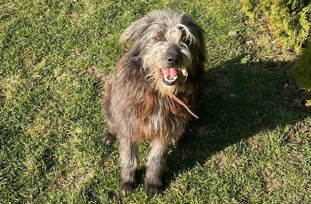 Babette, female young Mixed Breed for adoption at Ein Herz für Streuner e.V., München