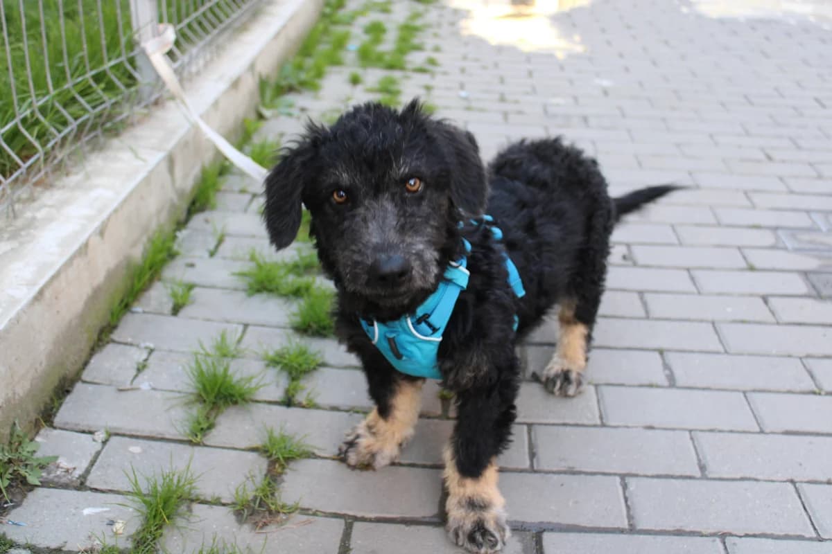 Babs, female puppy Mixed Breed for adoption at Ein Herz für Streuner e.V., München