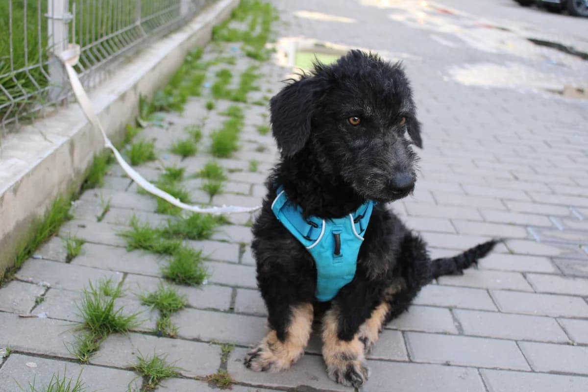 Babs, female puppy Mixed Breed for adoption at Ein Herz für Streuner e.V., München