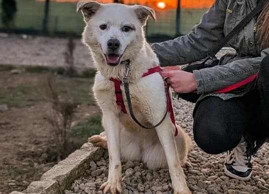 Babsi, female 4yo Mixed Breed for adoption at Ein Herz für Streuner e.V., München