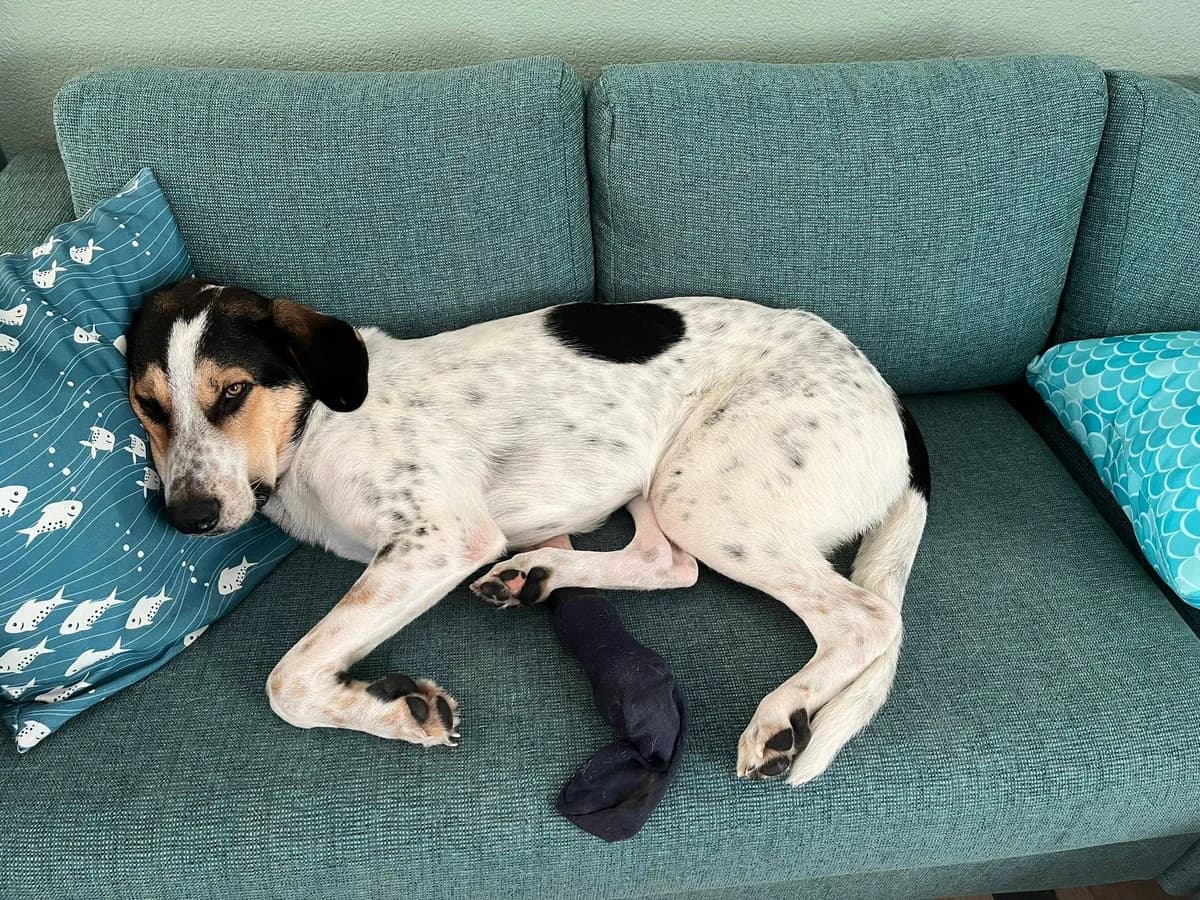 Baby, male young Mixed Breed for adoption at Ein Herz für Streuner e.V., München
