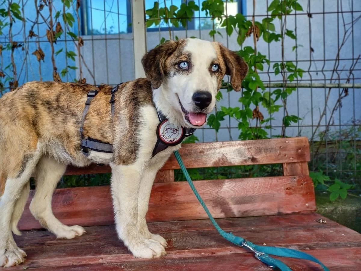 Baby Blue, female puppy Mixed Breed for adoption at Ein Herz für Streuner e.V., München