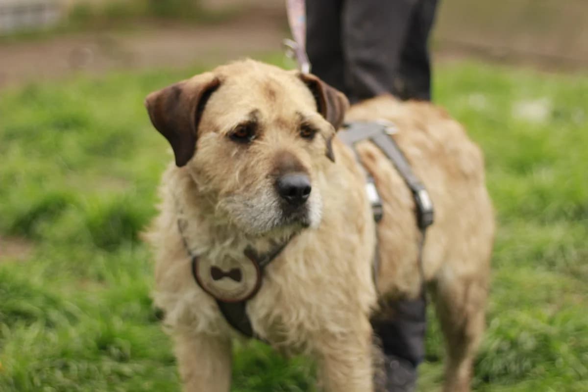 Bacardi, female 5yo Mixed Breed for adoption at Ein Herz für Streuner e.V., München