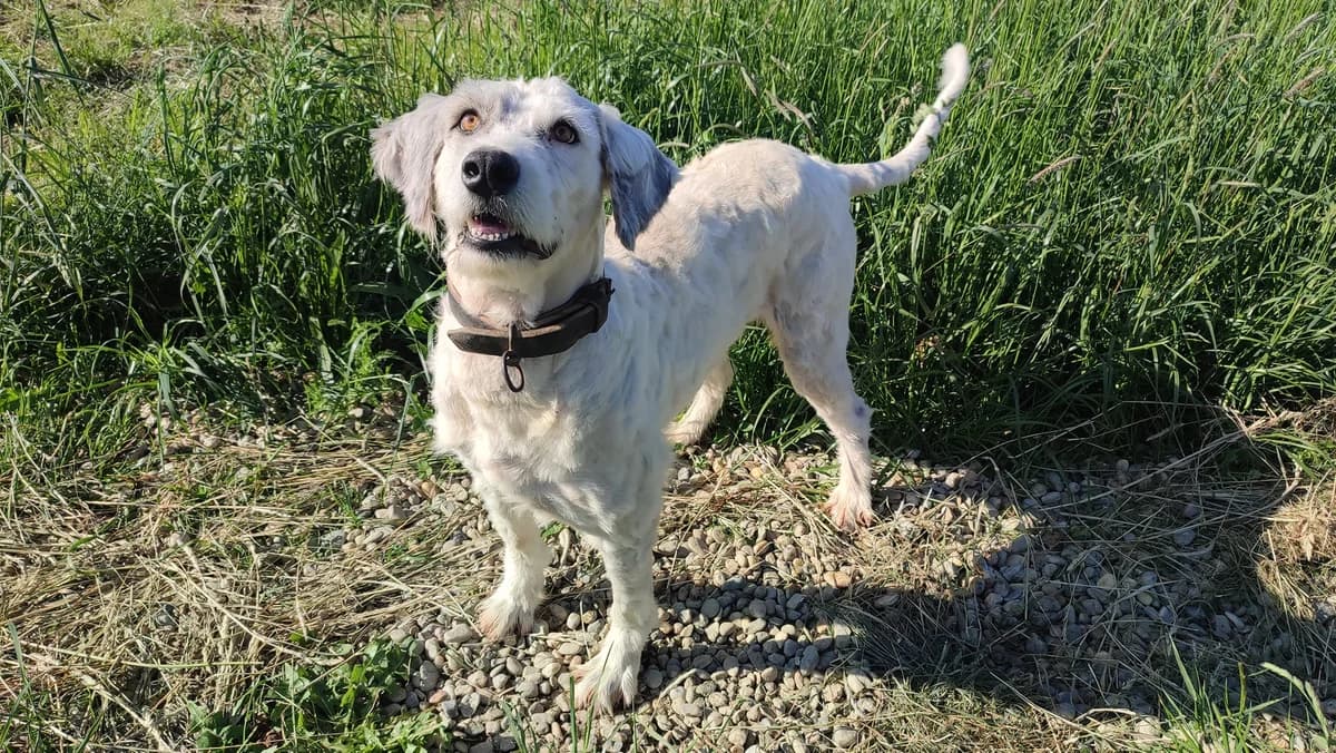 Baccar, gelb male 5yo Mixed Breed for adoption at Ein Herz für Streuner e.V., München