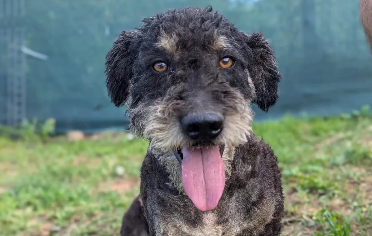 Baci, schwarz male 5yo Mixed Breed for adoption at Ein Herz für Streuner e.V., München