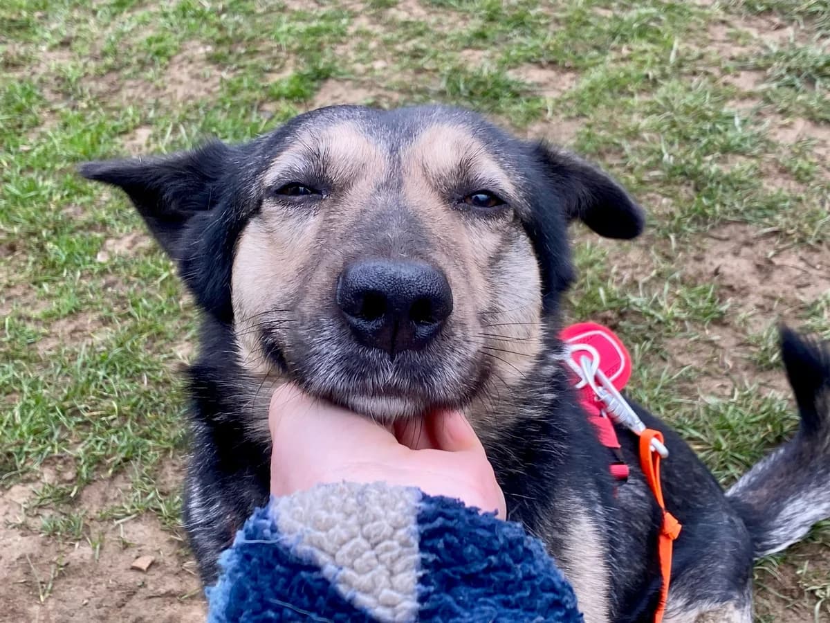 Bacio, male 5yo Mixed Breed for adoption at Ein Herz für Streuner e.V., München