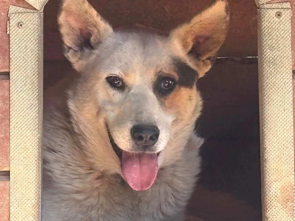 Badu, male 5yo Mixed Breed for adoption at Ein Herz für Streuner e.V., München