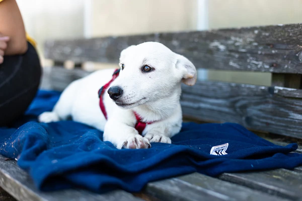BÄR, weiß male puppy Mixed Breed for adoption at Ein Herz für Streuner e.V., München