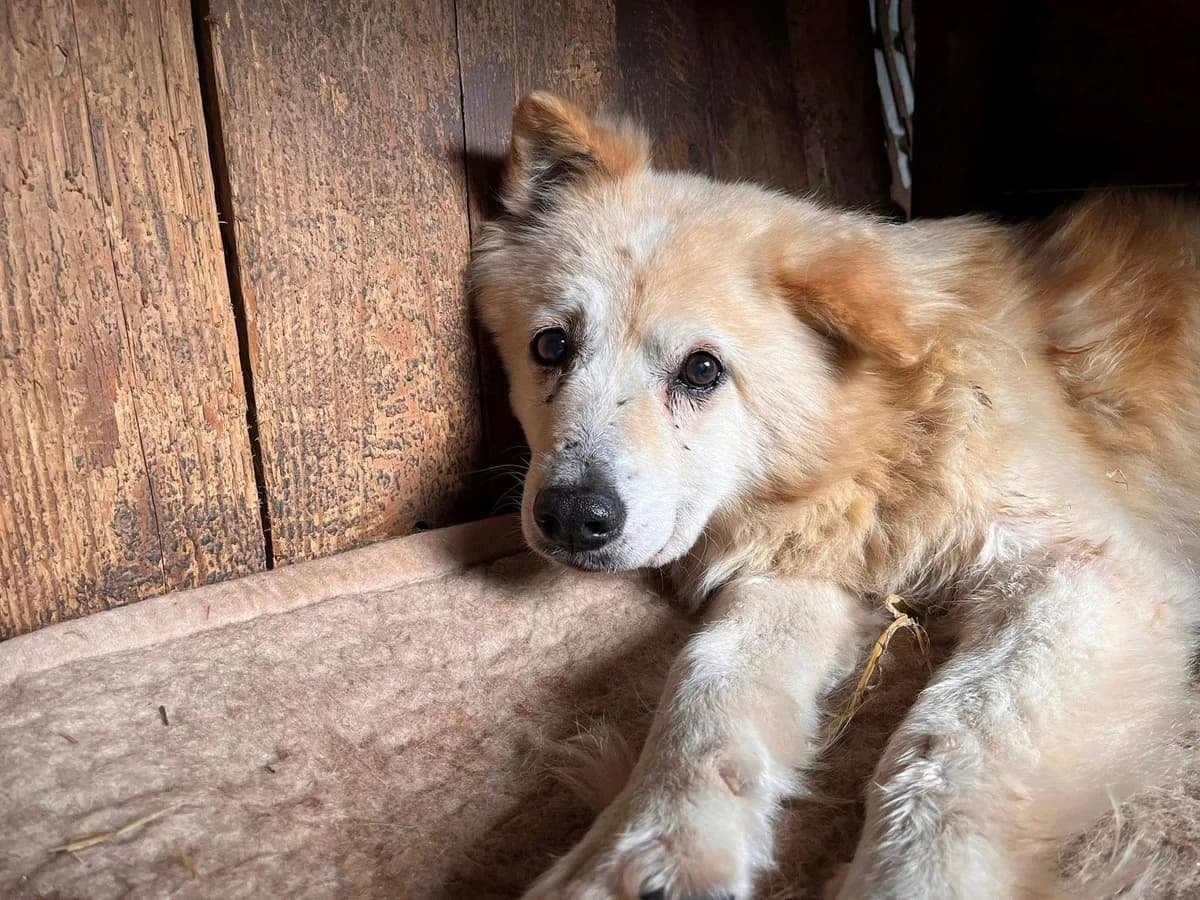 BÄRli, male 5yo Mixed Breed for adoption at Ein Herz für Streuner e.V., München