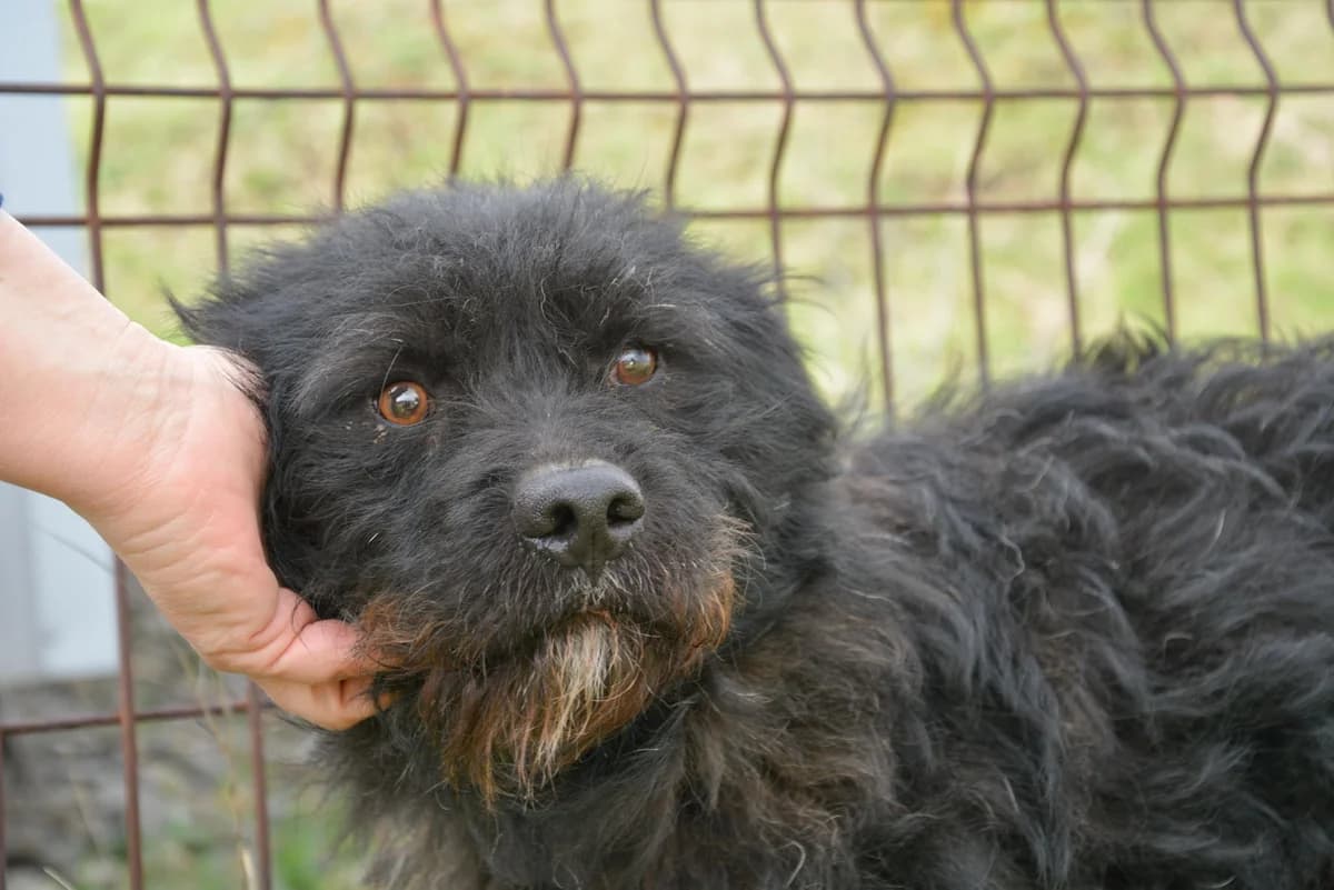 BÄRty, male young Mixed Breed for adoption at Ein Herz für Streuner e.V., München
