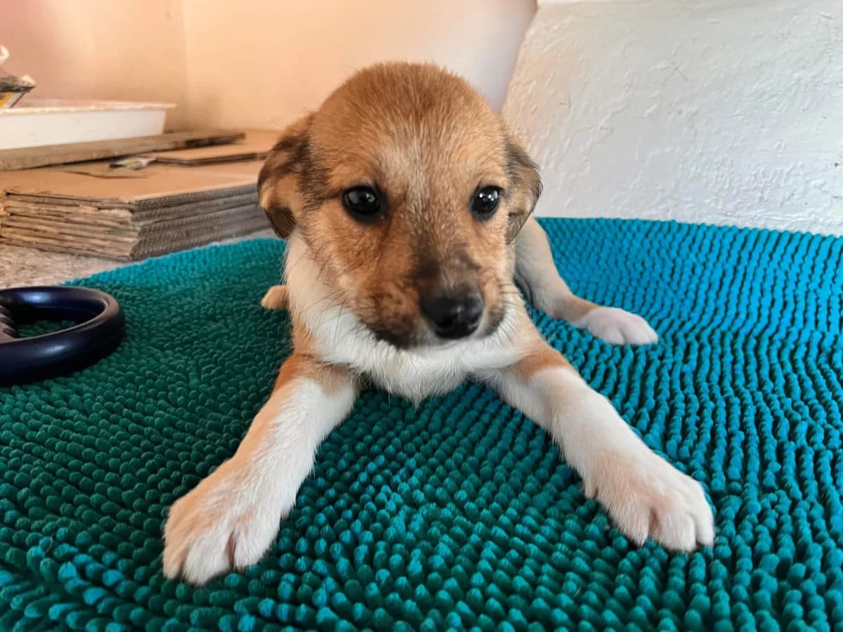 Baffoe, weiß male puppy Mixed Breed for adoption at Ein Herz für Streuner e.V., München