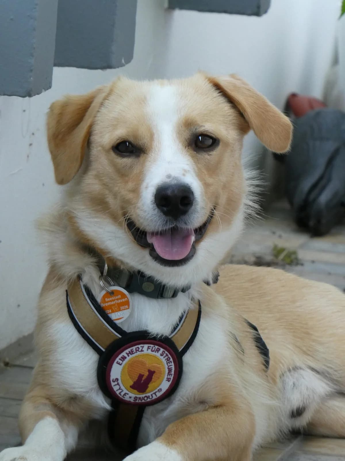 Bagel, male young Mixed Breed for adoption at Ein Herz für Streuner e.V., München
