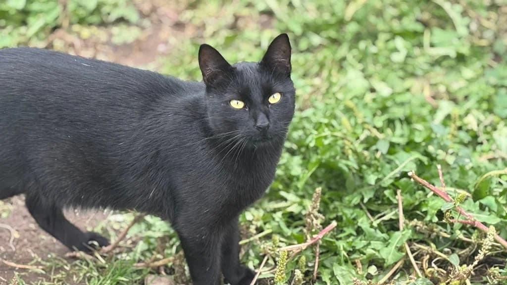 Bagheera, male young Mixed Breed for adoption at Ein Herz für Streuner e.V., München