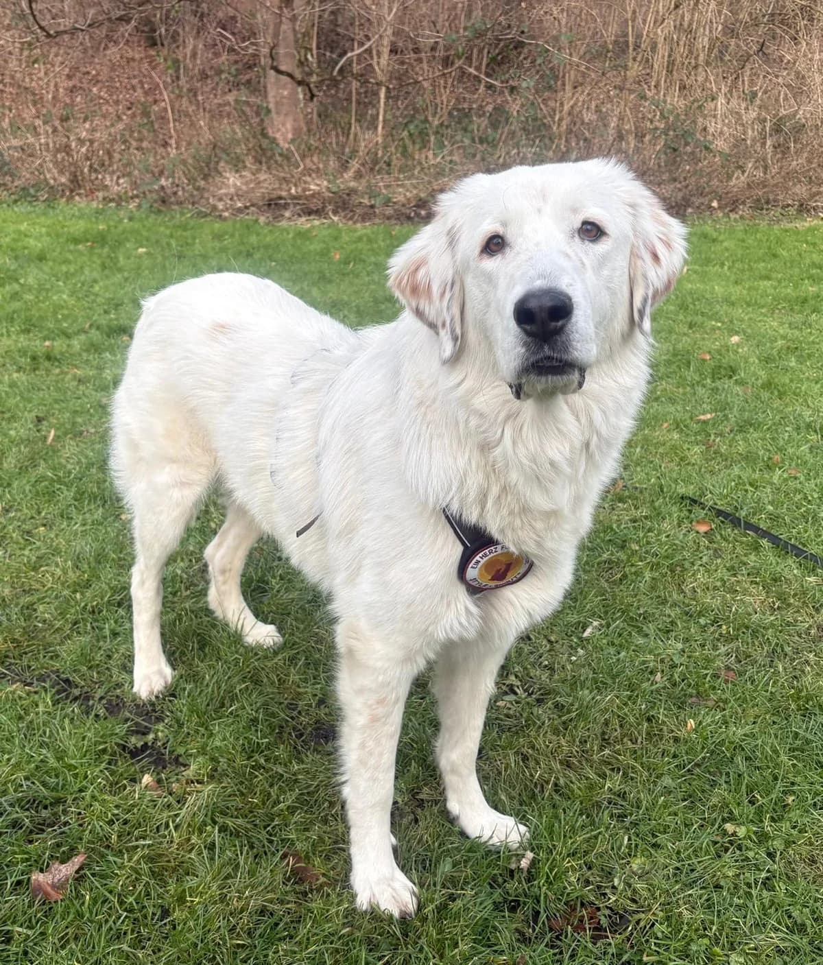 Bahar, female 4yo Mixed Breed for adoption at Ein Herz für Streuner e.V., München