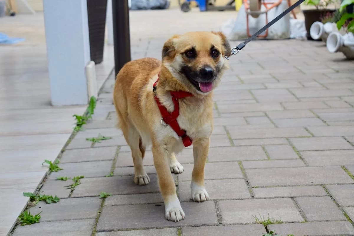 Bahia, female 4yo Mixed Breed for adoption at Ein Herz für Streuner e.V., München