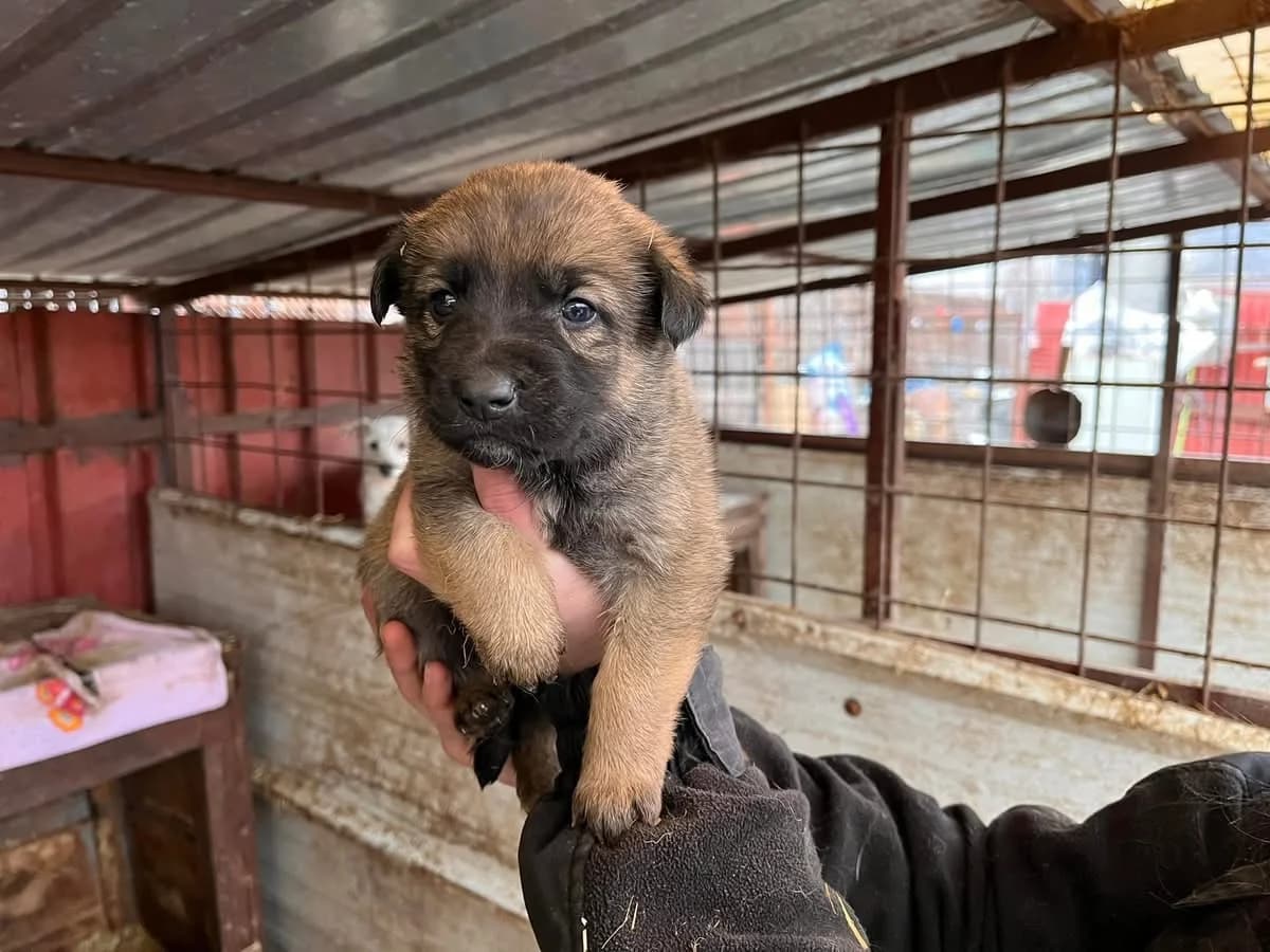Baila, female puppy Mixed Breed for adoption at Ein Herz für Streuner e.V., München