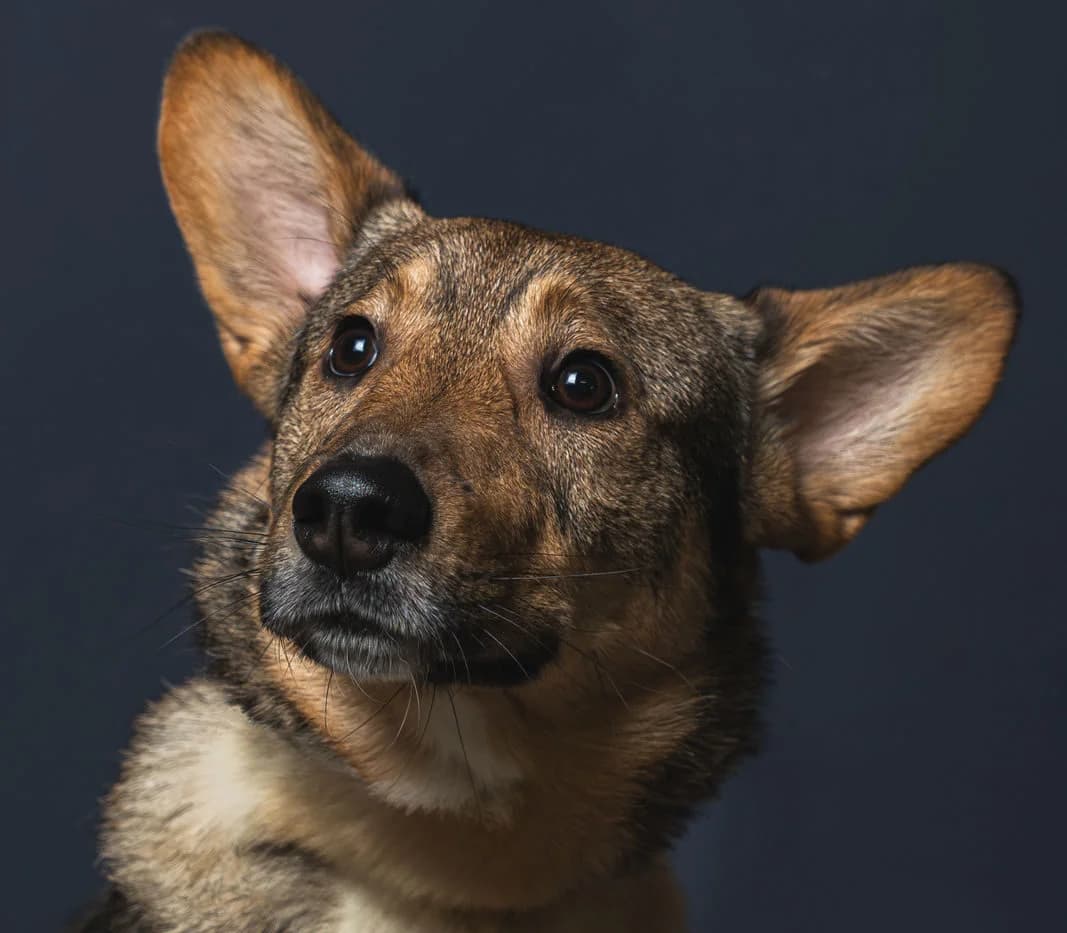 Bailey, male 5yo Mixed Breed for adoption at Ein Herz für Streuner e.V., München