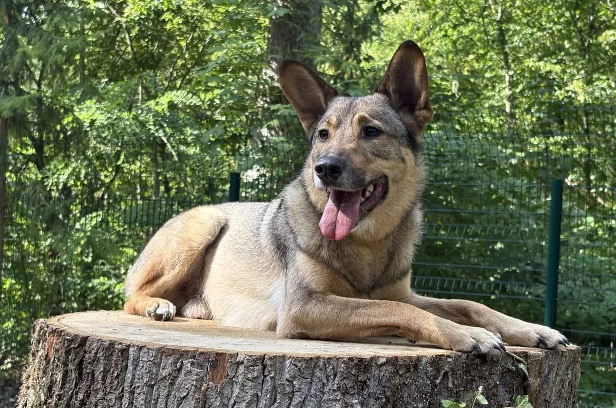 Bailey, male 5yo Mixed Breed for adoption at Ein Herz für Streuner e.V., München