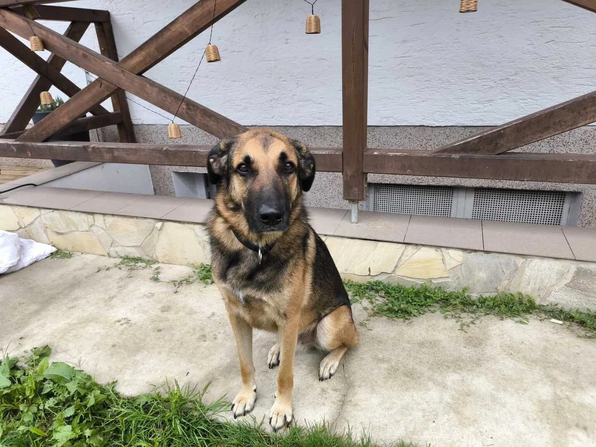Bailey, male 4yo Mixed Breed for adoption at Ein Herz für Streuner e.V., München