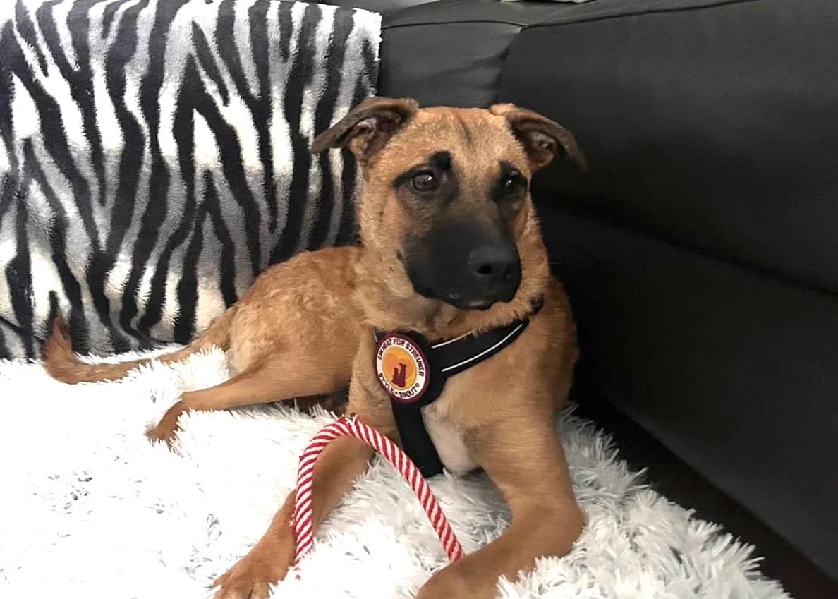 Baily, male puppy Mixed Breed for adoption at Ein Herz für Streuner e.V., München