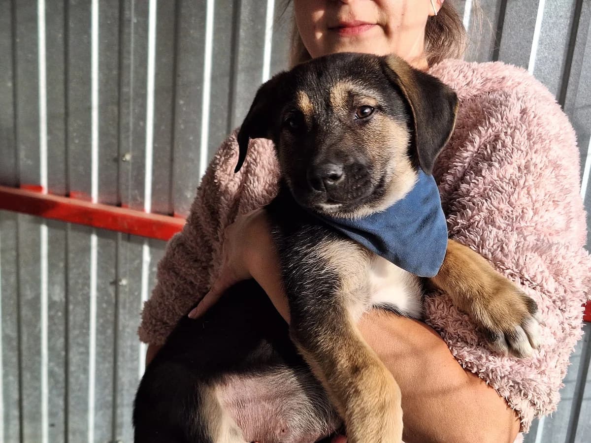 Baily, schwarz male puppy Mixed Breed for adoption at Ein Herz für Streuner e.V., München