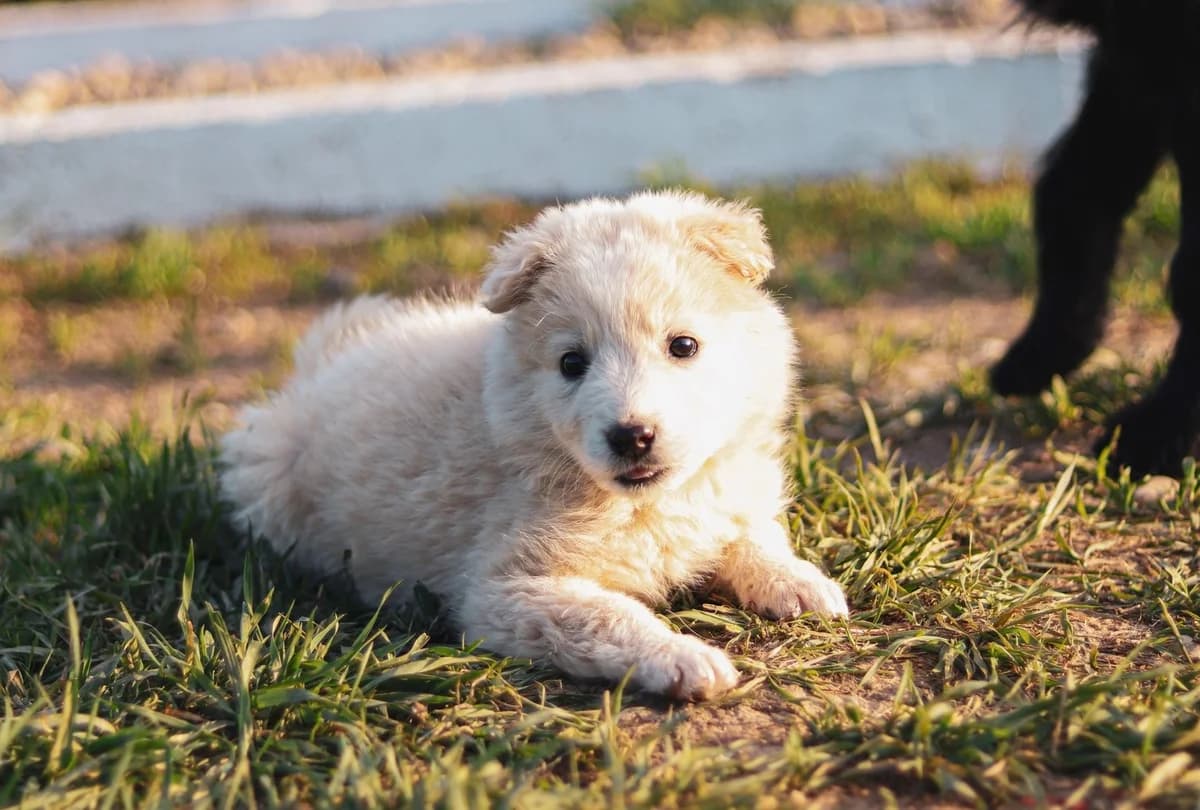 Baiser, female young Mixed Breed for adoption at Ein Herz für Streuner e.V., München