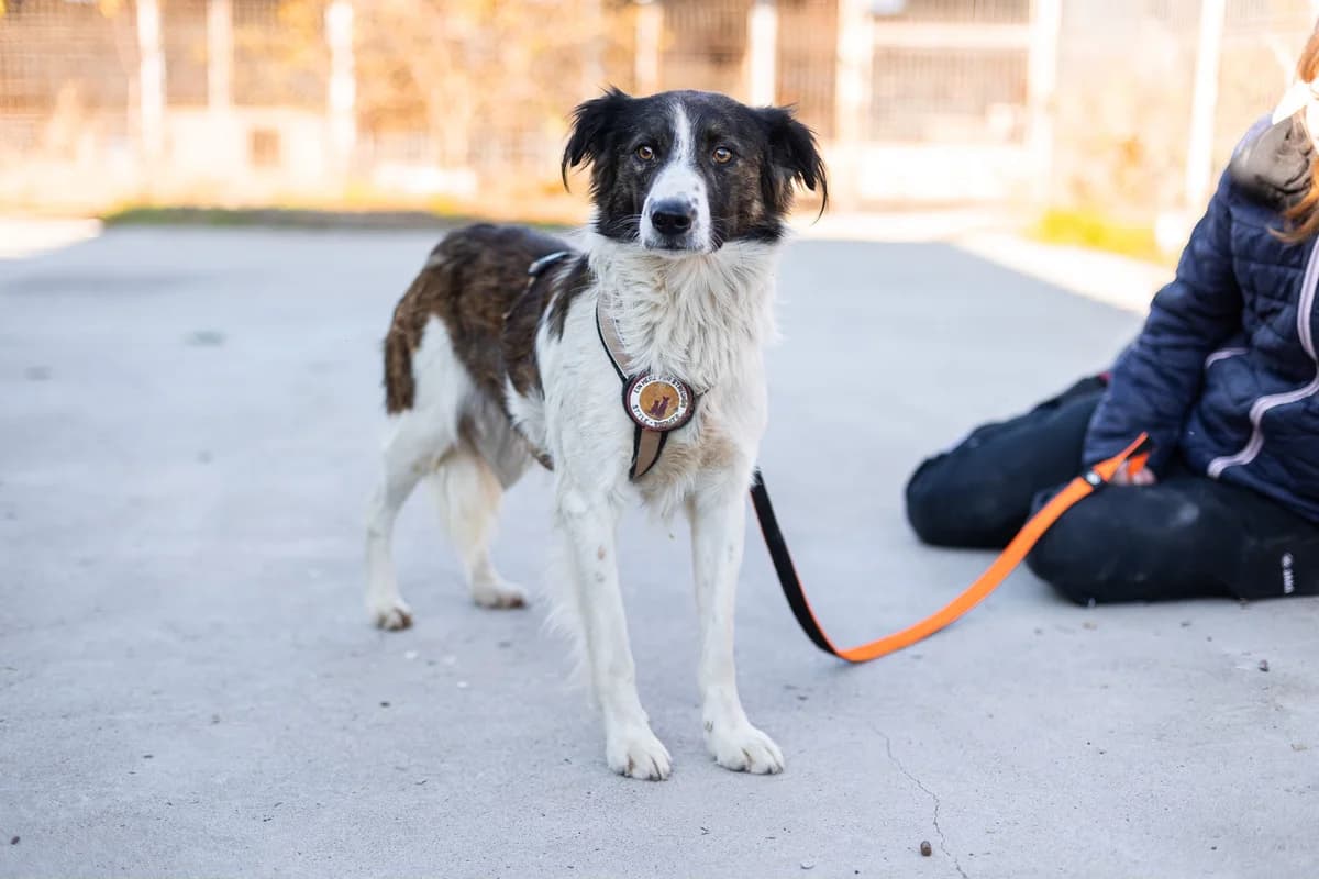 Bajo, braun male 4yo Mixed Breed for adoption at Ein Herz für Streuner e.V., München