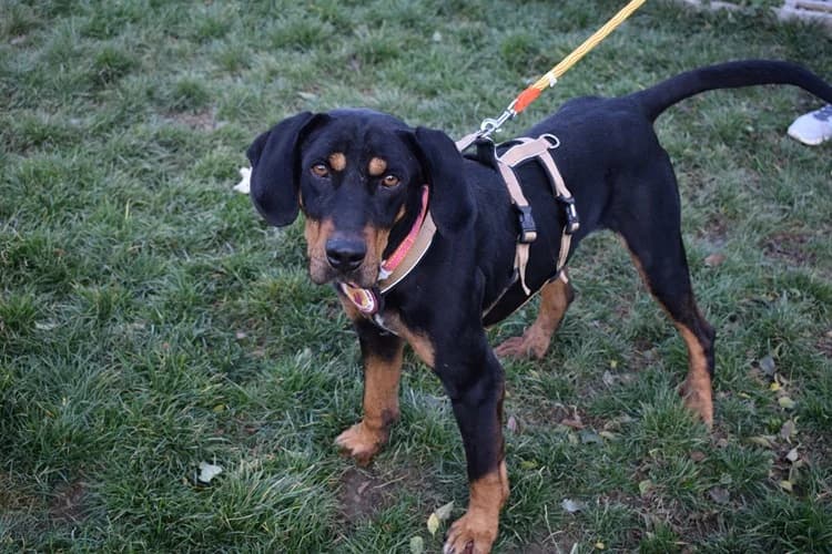 Baki, male 5yo Mixed Breed for adoption at Ein Herz für Streuner e.V., München