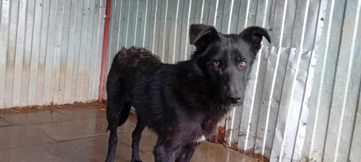 Baku, male young Mixed Breed for adoption at Ein Herz für Streuner e.V., München