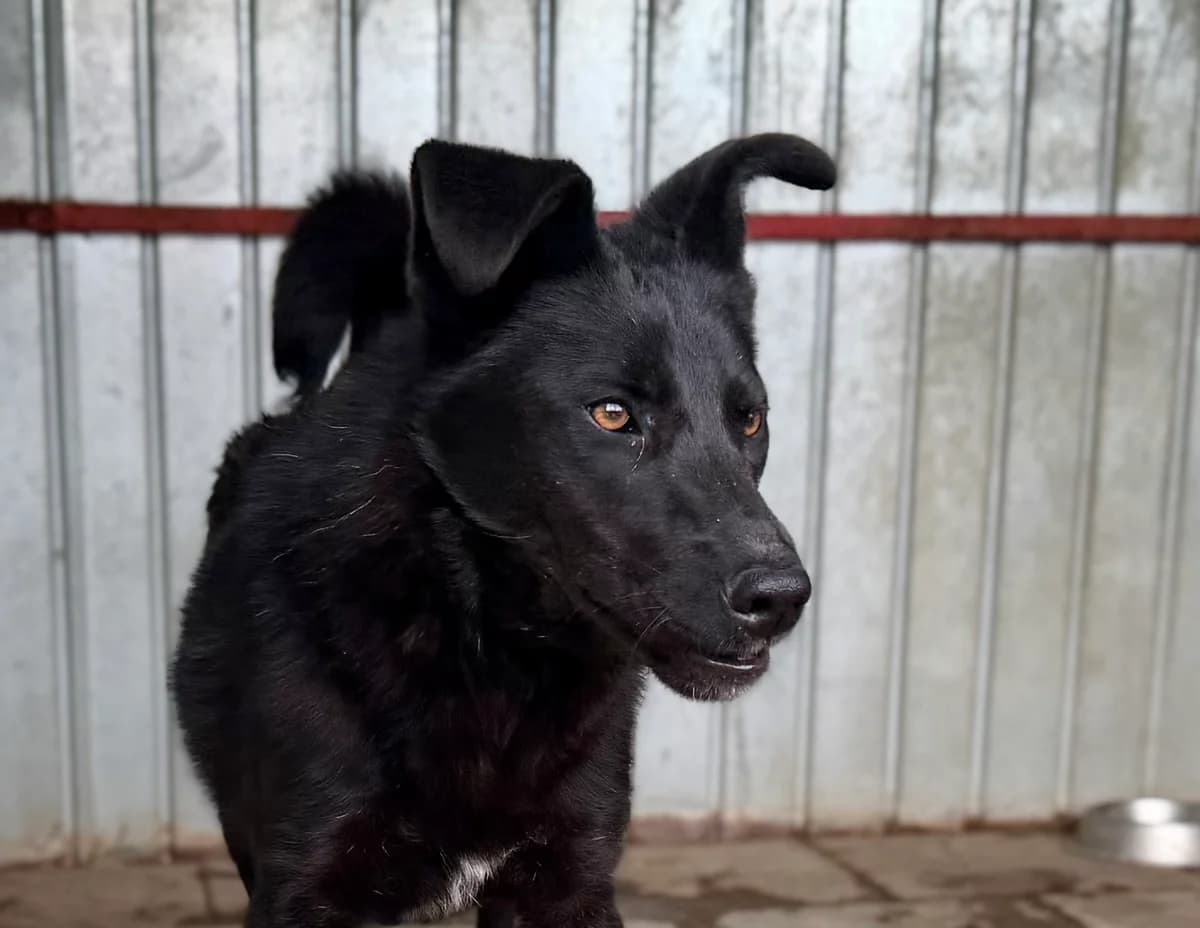 Baku, male young Mixed Breed for adoption at Ein Herz für Streuner e.V., München