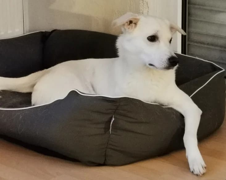 Baku, male 3yo Mixed Breed for adoption at Ein Herz für Streuner e.V., München