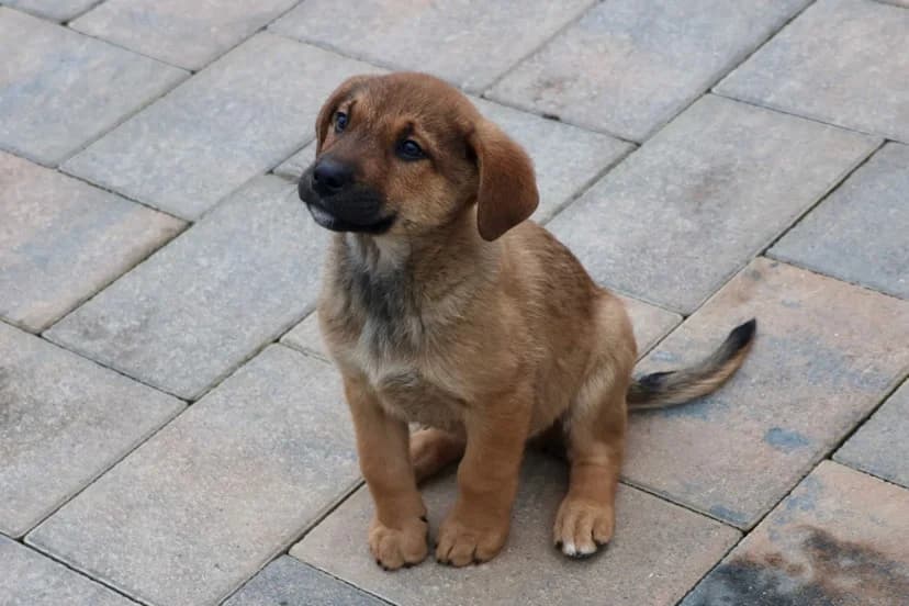 Baku, braun male puppy Mixed Breed for adoption at Ein Herz für Streuner e.V., München