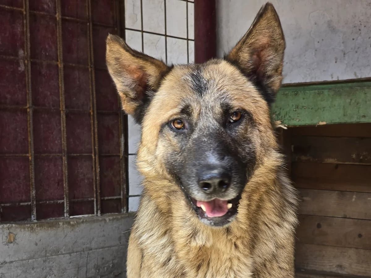 Bala, Mixed Breed for adoption at Ein Herz für Streuner e.V., München
