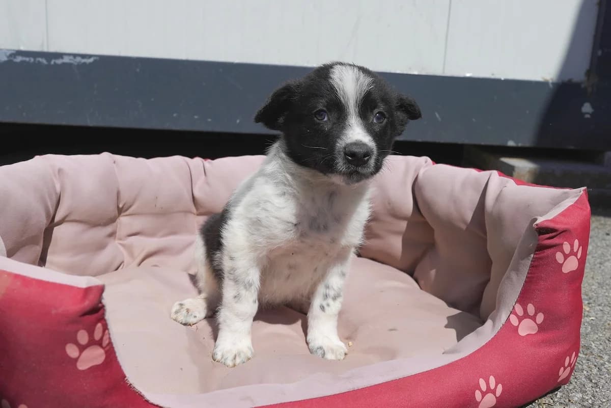 Baldi, male puppy Mixed Breed for adoption at Ein Herz für Streuner e.V., München