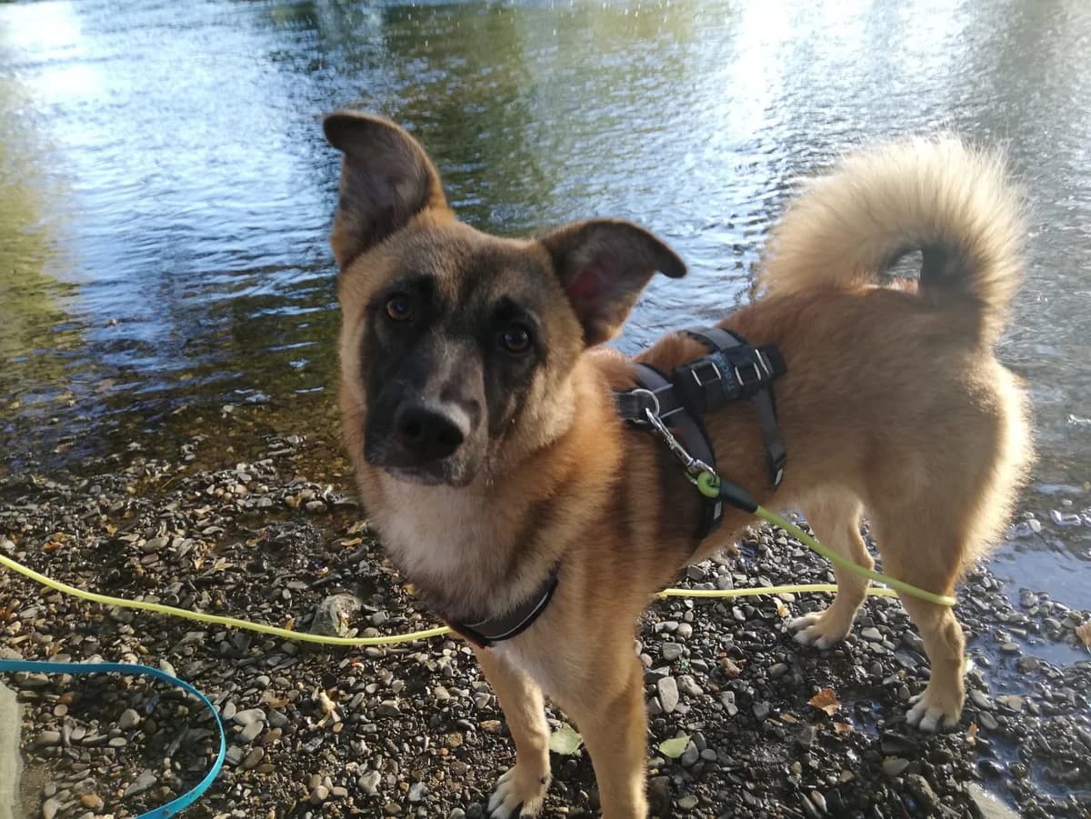 Baldo, male young Mixed Breed for adoption at Ein Herz für Streuner e.V., München