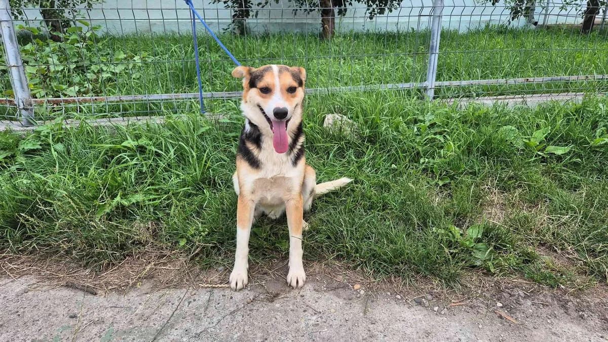Baldr, male 5yo Mixed Breed for adoption at Ein Herz für Streuner e.V., München